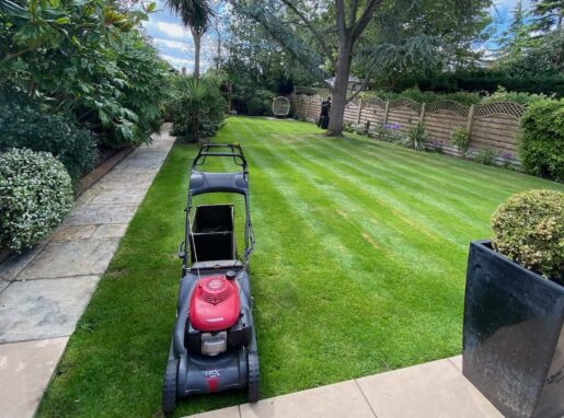Freshly mowed, lush green lawn in Lea Valley with perfect stripes after professional lawn care service.