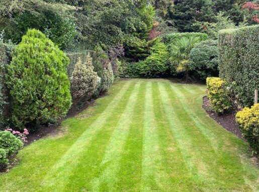 Well-trimmed green hedges in Lea Valley after professional hedge cutting and pruning service.