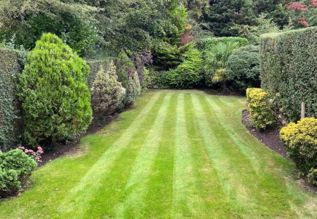 Well-trimmed green hedges in Lea Valley after professional hedge cutting and pruning service.